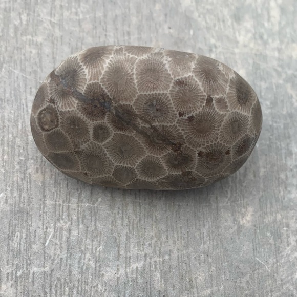 Petoskey stone - Picture 9 of 10
